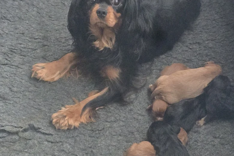 Cavalier King Charles Spaniel