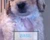 Maltipoo