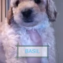 Maltipoo