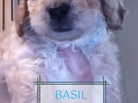 Maltipoo