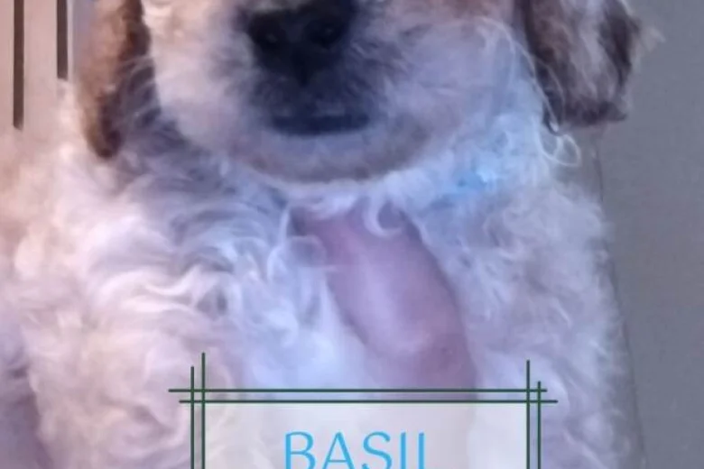Maltipoo
