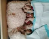 Maltipoo