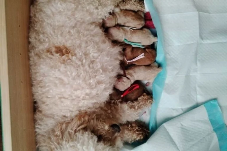 Maltipoo