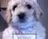 Maltipoo