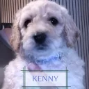 Maltipoo