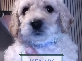 Maltipoo
