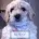 Maltipoo