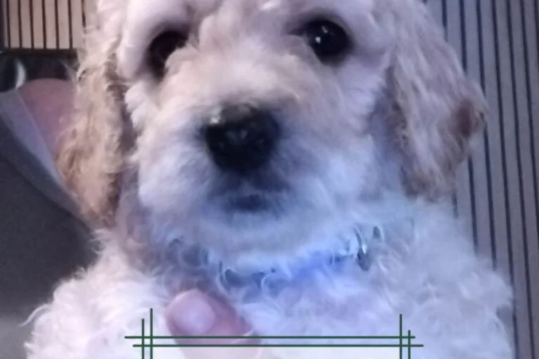 Maltipoo