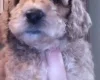 Maltipoo