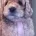 Maltipoo