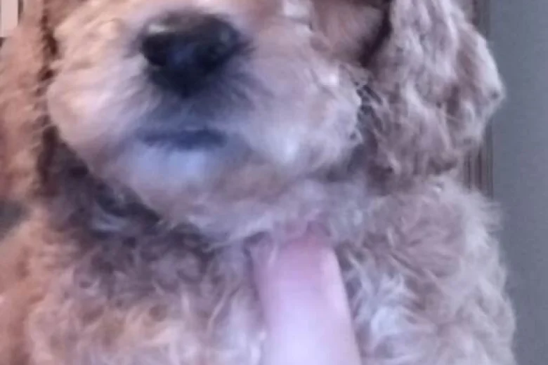 Maltipoo