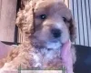 Maltipoo