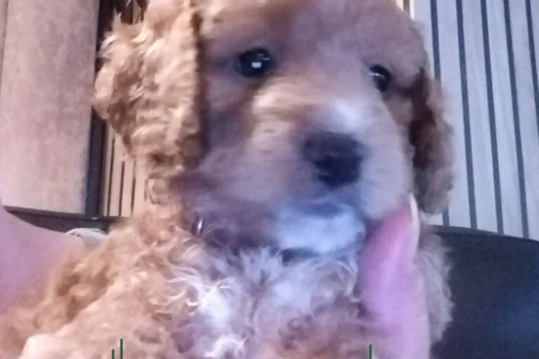 Maltipoo