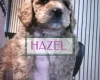 Maltipoo
