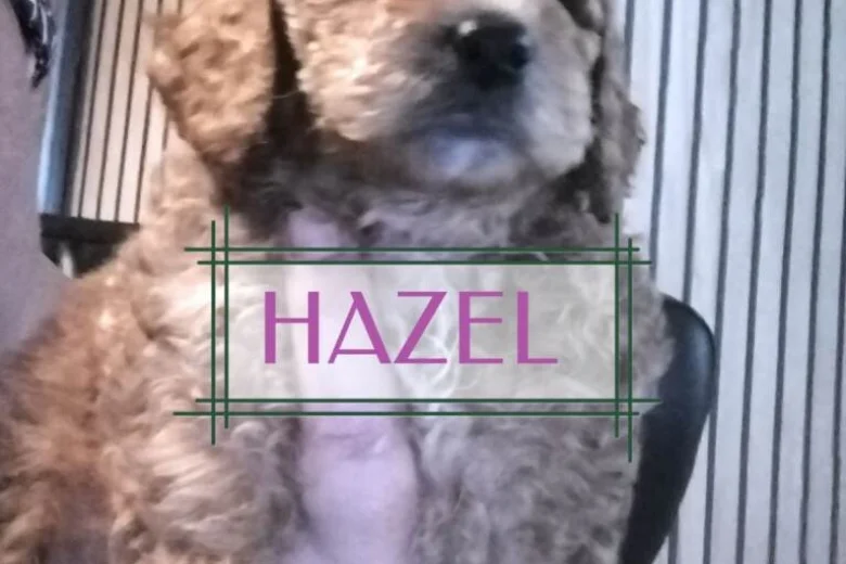 Maltipoo