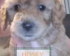 Maltipoo