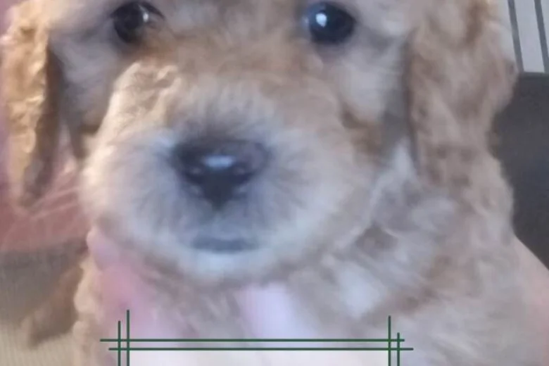 Maltipoo