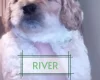 Maltipoo