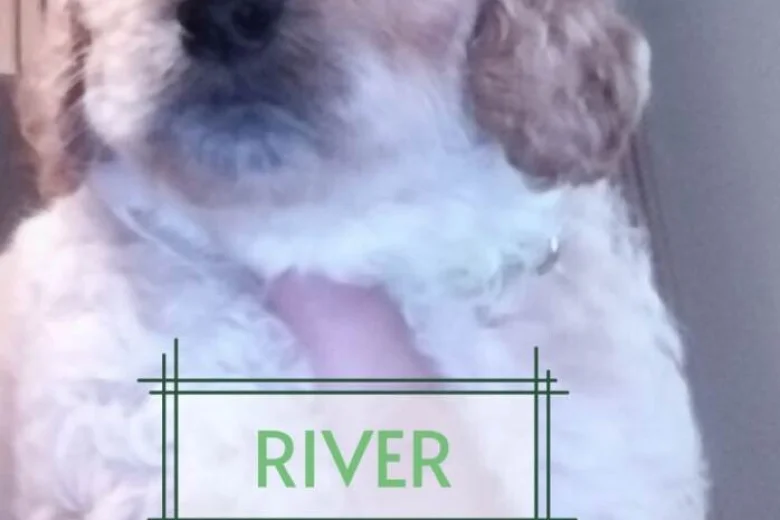 Maltipoo