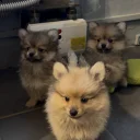 Pomeranian
