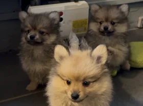 Pomeranian