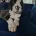 Great Dane