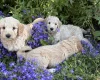 Goldendoodle