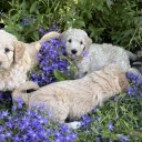 Goldendoodle
