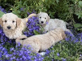 Goldendoodle