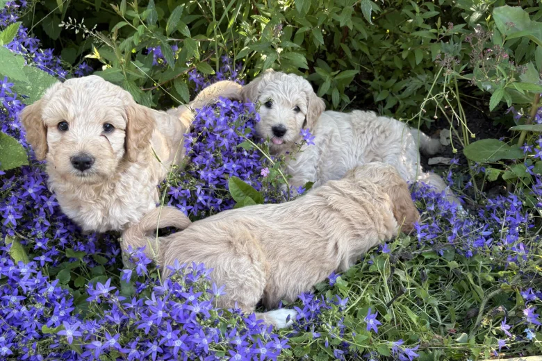 Goldendoodle