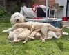 Goldendoodle