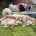 Goldendoodle