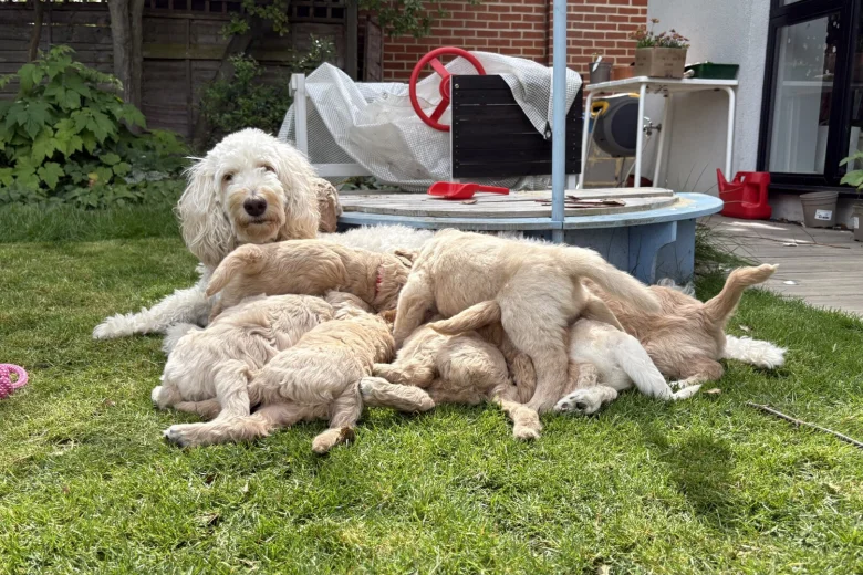 Goldendoodle