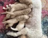 Goldendoodle