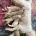 Goldendoodle
