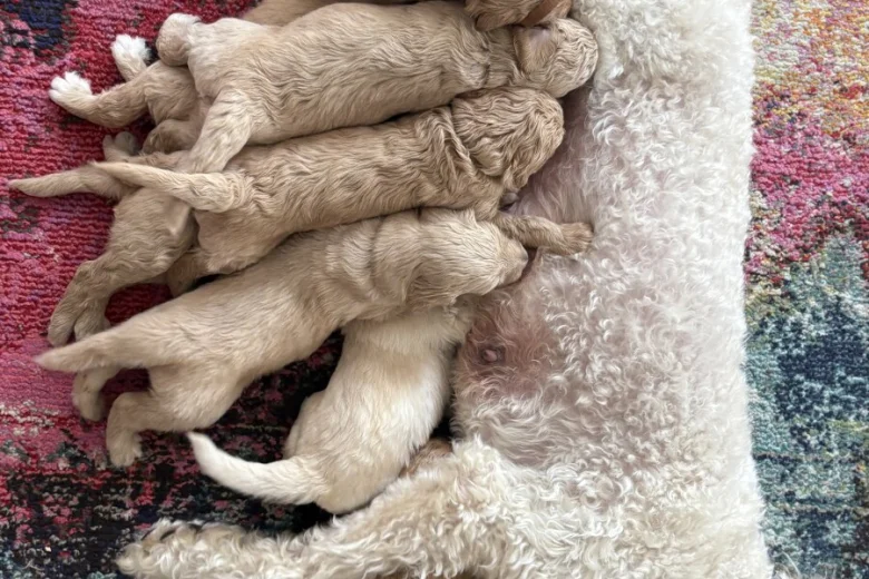 Goldendoodle