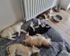 Siberian Husky