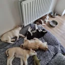 Siberian Husky