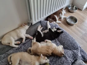 Siberian Husky