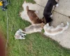Siberian Husky