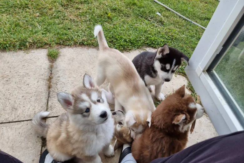 Siberian Husky
