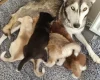 Siberian Husky