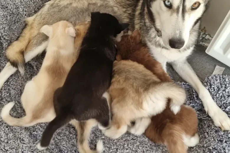 Siberian Husky