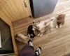 Siberian Husky