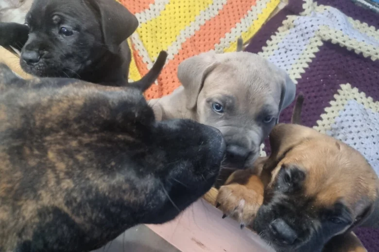 Cane Corso