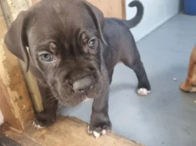 Cane Corso