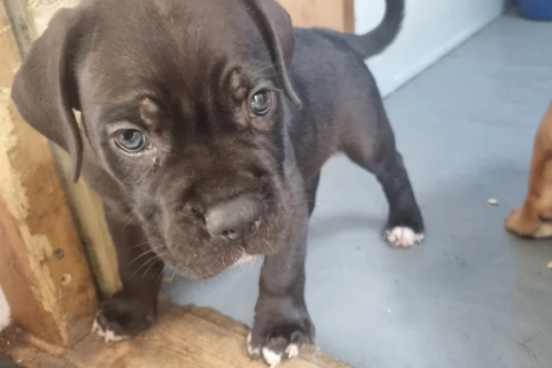 Cane Corso