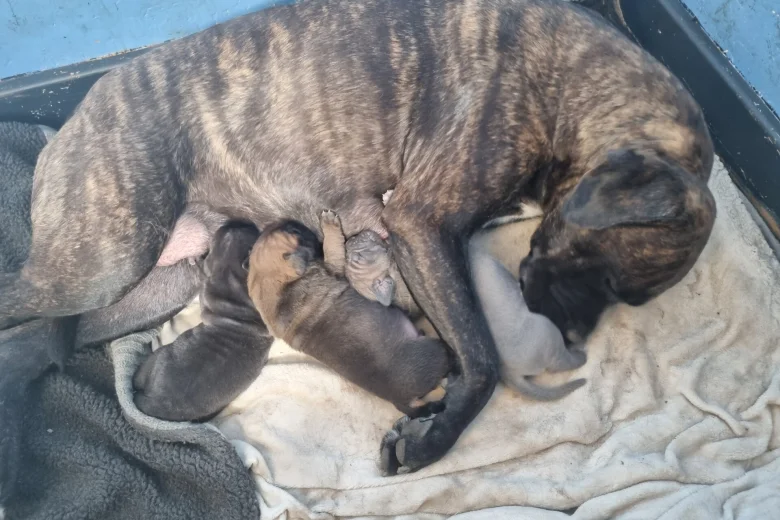 Cane Corso