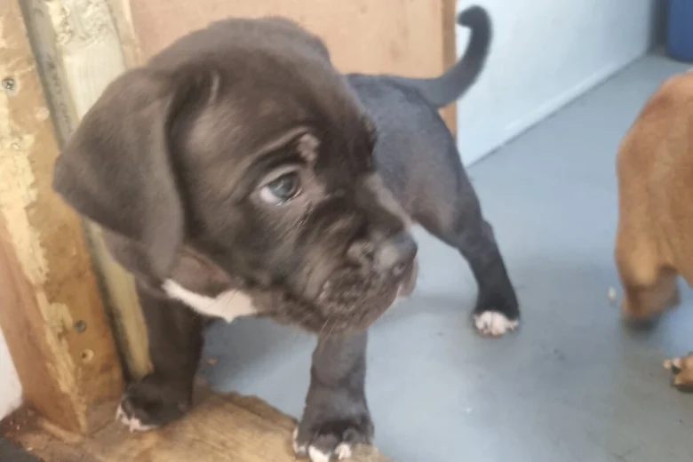 Cane Corso