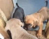 Cane Corso